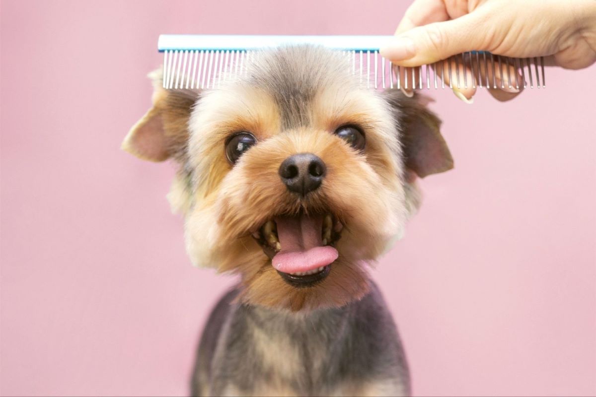 dog being brushed