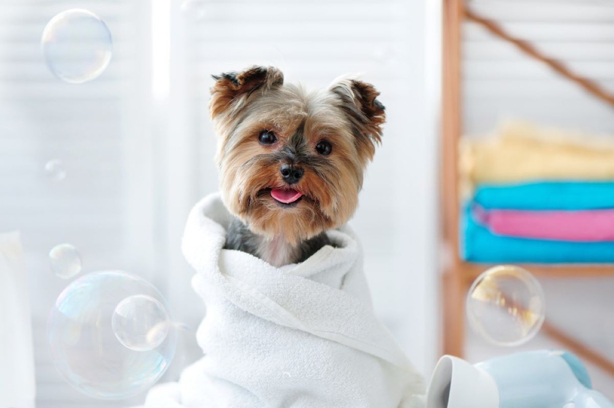 heppy dog wrapped in towel with bubbles floating around